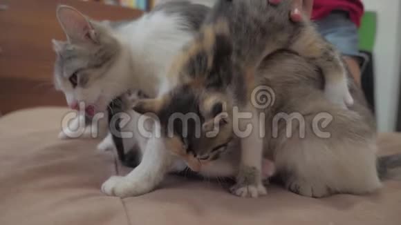 猫舔舔小猫的舌头慢动作视频猫妈妈和小猫躺在沙发上的生活方式猫猫视频的预览图