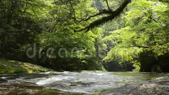 河和绿色硬木林视频的预览图
