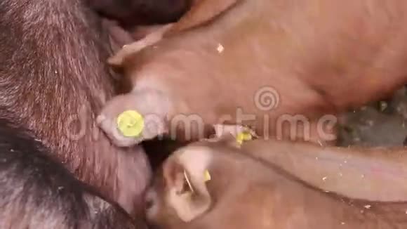 猪视频的预览图