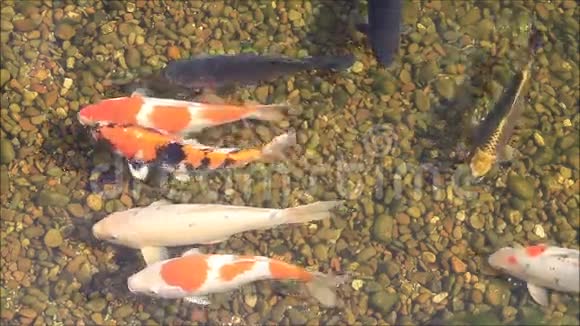 花园池塘里的日本锦鲤鱼视频的预览图