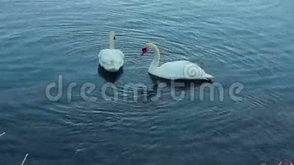 白色天鹅在湖里游泳天鹅夫妇河上的白鸟视频的预览图