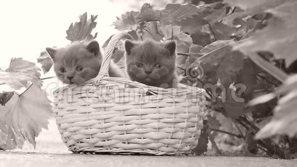 院子里篮子里的英国小猫视频的预览图