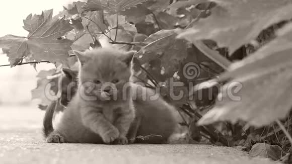 英国小猫在花园里喵喵叫视频的预览图