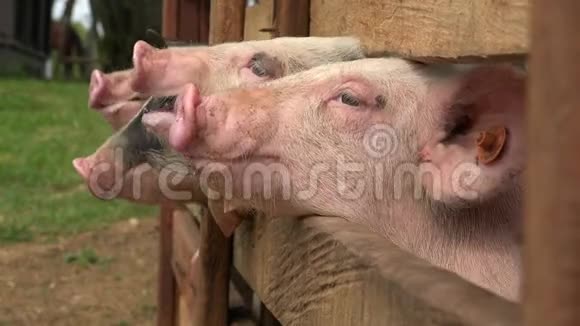 动物农场的猪视频的预览图