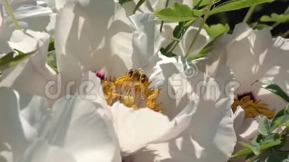 蜜蜂收集花蜜视频的预览图