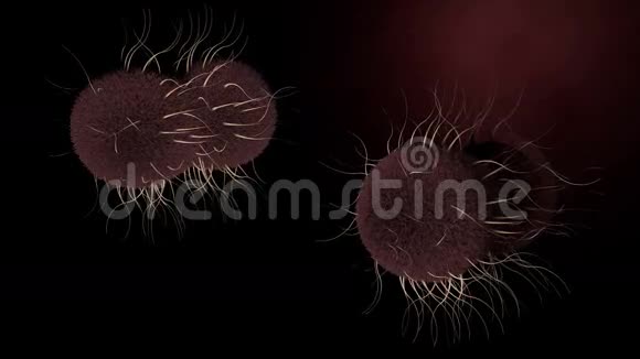 淋球菌细菌视频的预览图