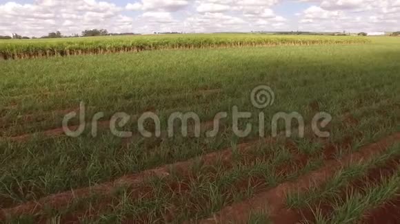 甘蔗种植园空中视频的预览图