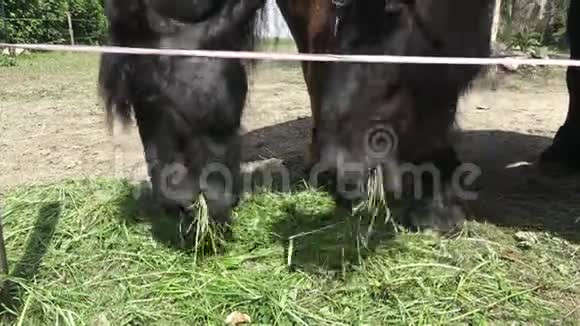 马在吃草视频的预览图