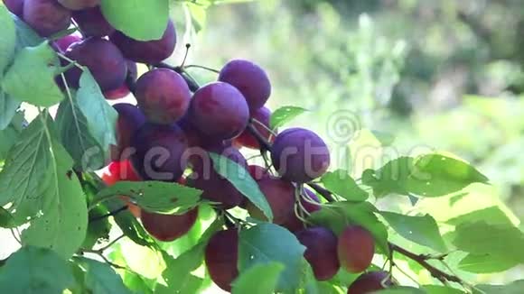 成熟果实的梅树枝视频的预览图