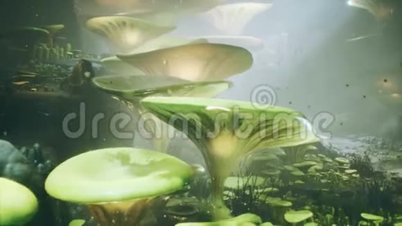 神奇森林里的幻想蘑菇美丽的魔法蘑菇在迷失的森林和萤火虫的背景与视频的预览图