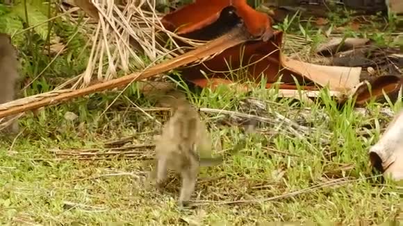 马来西亚婆罗洲巴科国家公园长尾猕猴视频的预览图
