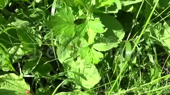 车前草主要绿色野生植物车前草药用植物高清视频镜头拍摄与稳定慢动作视频的预览图