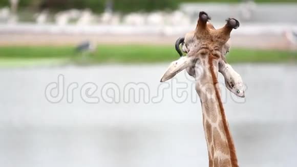动物园野生动物园里的长颈鹿高清1920x1080视频的预览图