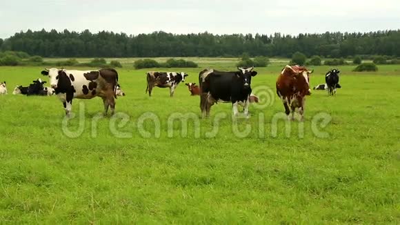 一群牛在田野的草地上吃草视频的预览图