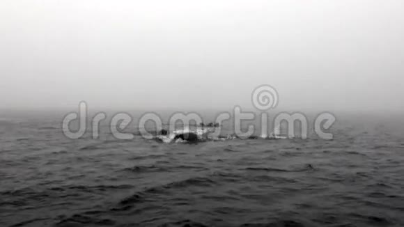 海象群在斯瓦尔巴的北冰洋雾中漂浮在水中视频的预览图