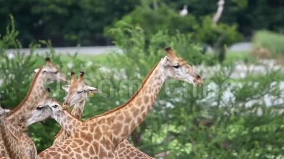 动物园狩猎公园里的长颈鹿高清1920x1080视频的预览图