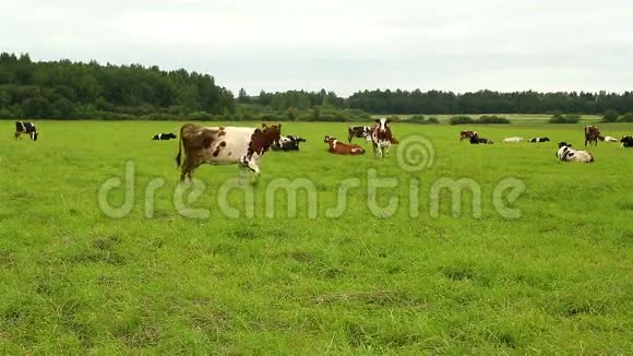 一群牛在田野的草地上吃草视频的预览图