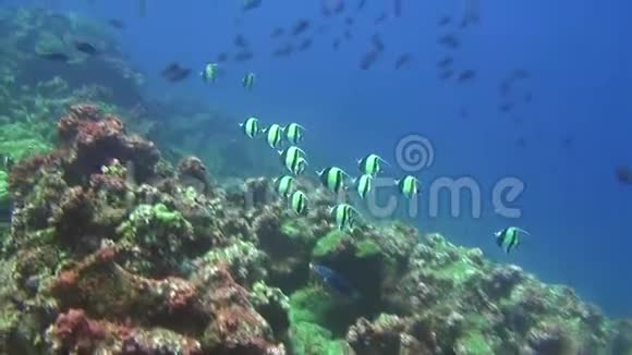 加拉帕戈斯群岛海底鱼类和鲨鱼学校视频的预览图