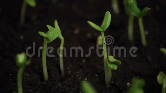 发芽黄瓜种子视频的预览图