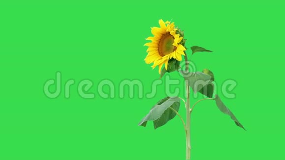 绿色背景下的葵花视频的预览图