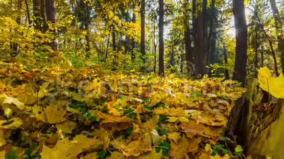 秋天的森林和太阳时光流逝的全景视频的预览图