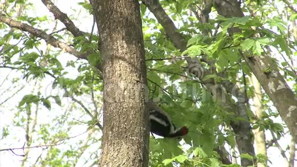 啄木鸟栖息在树枝上在山林中的一棵树上捕猎昆虫视频的预览图
