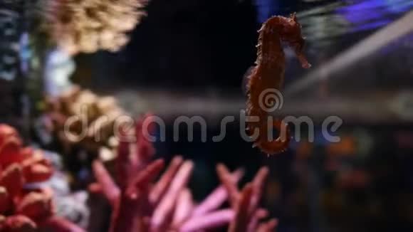 水族馆中的海马鱼缸装饰视频的预览图