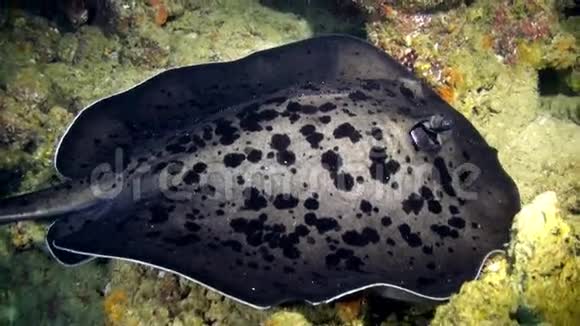 黑色黄貂鱼游过深岩礁视频的预览图
