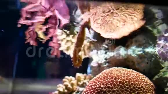水族馆中的海马鱼缸装饰视频的预览图
