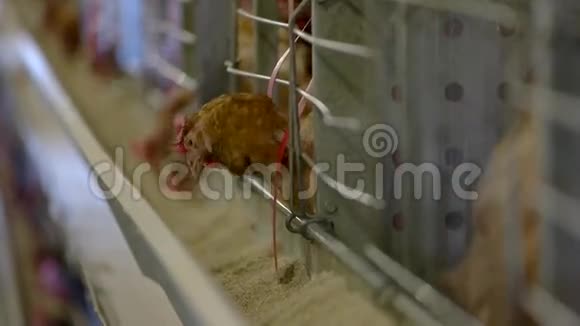 笼子里的母鸡视频的预览图