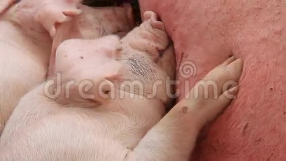 猪视频的预览图