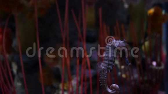 水族馆里的海马鱼缸装饰视频的预览图