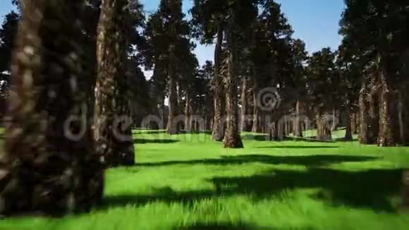森林自然三维现实镜头视频的预览图