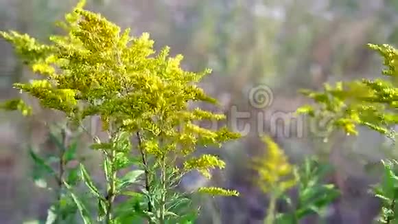 田野上美丽的黄色野花视频的预览图
