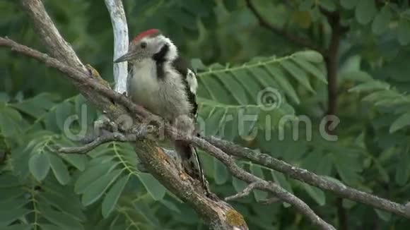 啄木鸟栖息在树枝上在山林中的一棵树上捕猎昆虫视频的预览图