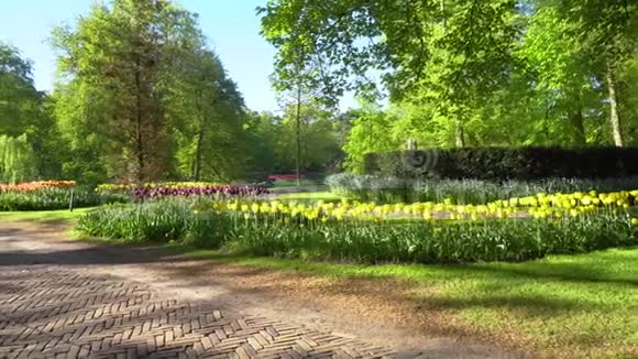 春天的郁金香花圃视频的预览图
