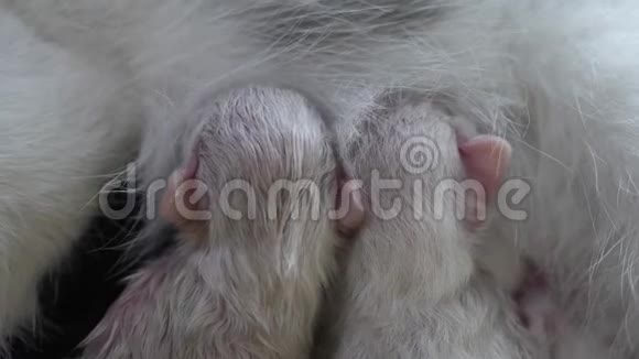 猫在家喂可爱的小猫小新生的小猫可爱的小猫睡在一个孤立的白色视频的预览图