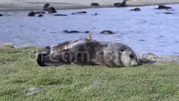 南极毛皮海豹幼犬在草地上特写视频的预览图