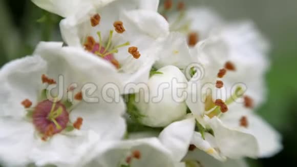 春天山楂的白花视频的预览图
