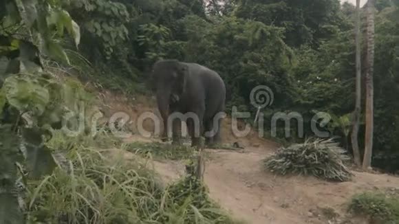 泰国普吉山上一头大象吃棕榈叶的景色视频的预览图
