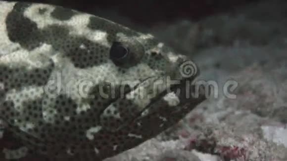 发现的鱼在沙底的背景彩色珊瑚水下在海洋视频的预览图