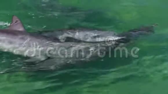 海豚学校一起游泳视频的预览图