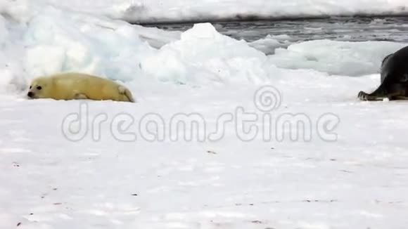 妈妈在冰上寻找可爱的海豹宝宝视频的预览图