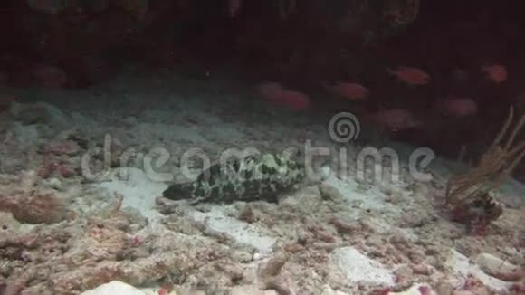 发现的鱼在沙底的背景彩色珊瑚水下在海洋视频的预览图