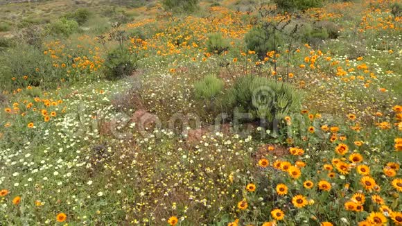 野花景观南非视频的预览图