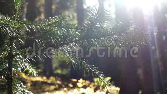 林树太阳枝视频的预览图