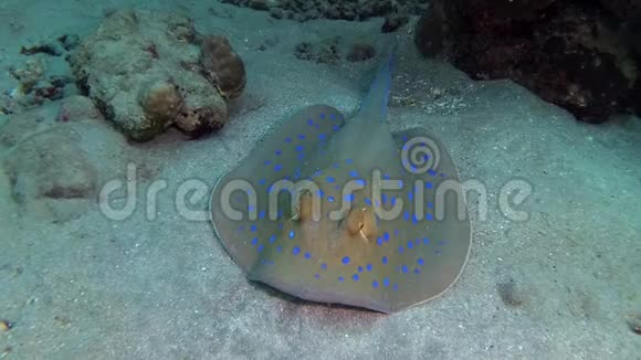 红海的鱼泰尼乌拉兰玛斑点彩带尾线躺在沙滩上或漂浮在红海礁的珊瑚中视频的预览图