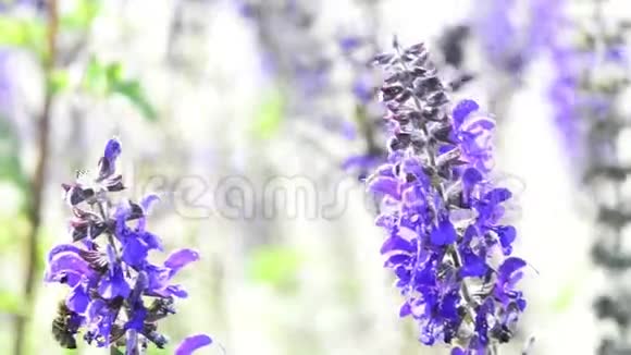 牧草药用植物花叶视频的预览图