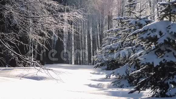 冬天在森林里下雪柔和的圣诞节早晨下雪视频的预览图