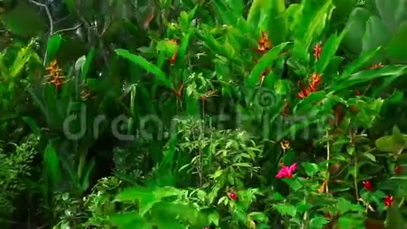 热带花卉视频的预览图